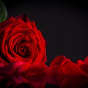 Meet your Posher, Desiree